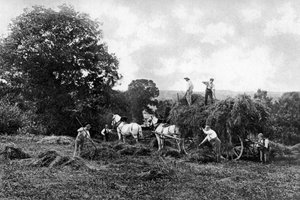 Heuernte, 1911-1912