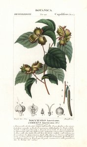 Amerikanische Haselnuss, Corylus americana