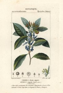 Wacholder, Morella pubescens