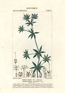 Acker-Röte, Sherardia arvensis
