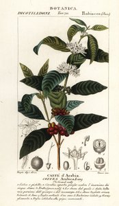 Kaffee, Coffea arabica, Caffe d’Arabia