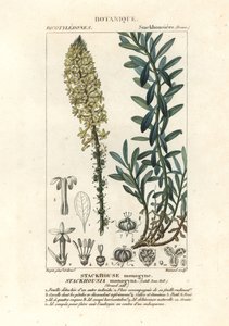 Cremige Kerzen, Stackhousia monogyna