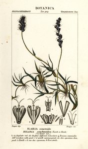 Krauses Büffelgras, Hilaria cenchroides