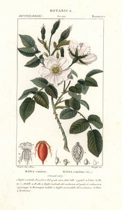 Hundsrose, Rosa canina