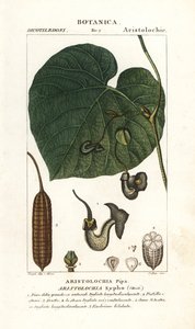 Pfeifenwinde, Aristolochia macrophylla
