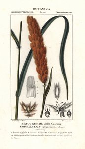 Eriochrysis cayannensis, tropisches amerikanisches Gras