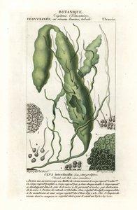 Darmtang, Ulva intestinalis