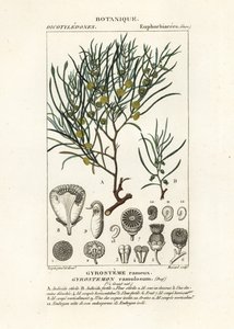 Gyrostemon ramulosus Baum