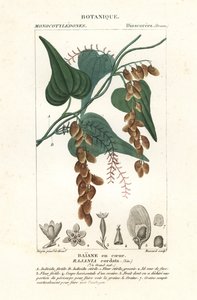 Himberbaum, Rajania cordata