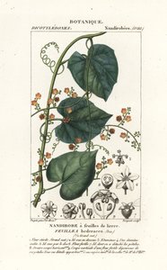 Javillo oder Gegengift-Kokoon, Fevillea cordifolia