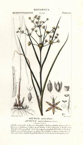 Glieder-Binse, Juncus articulatus