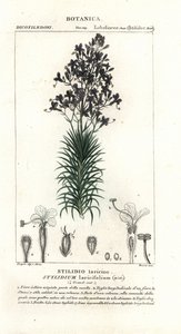 Lärchenblättriger Triggerplant, Stylidium laricifolium
