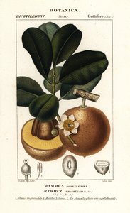 Mammee-Apfel, Mammea americana