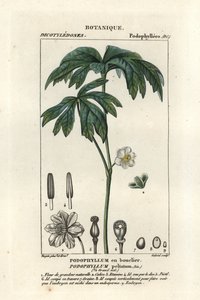 Maiapfel, Podophyllum peltatum