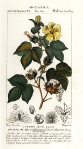 Mexikanische Baumwolle, Gossypium hirsutum