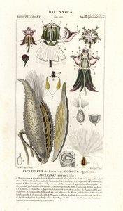 Seidenpflanze, Asclepias syriaca von Stanghi Stanghi