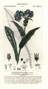 Schmalblättriges Lungenkraut, Pulmonaria angustifolia