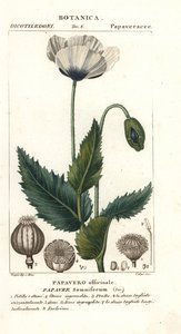 Schlafmohn, Papaver somniferum, Papavero officinale