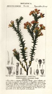 Rosa Sumpfheide, Sprengelia incarnata