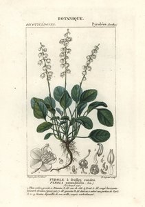 Rundblättriges Wintergrün, Pyrola rotundifolia