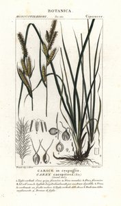 Seggen-Gras, Carex caespitosa