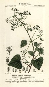 Spananthe paniculata, Hydrocotyle spananthe, Idrocotile spanante