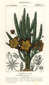 Aasblume, Stapelia hirsuta