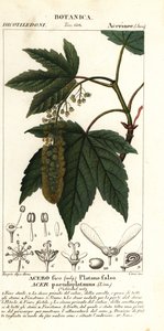 Bergahorn oder Platane, Acer pseudoplatanus