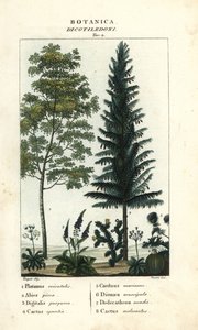 Bergahorn, Silberfichte, Fingerhut, Feigenkaktus, etc.