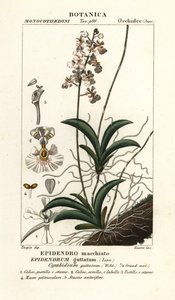 Tolumnia guttata Orchidee von Stanghi Stanghi