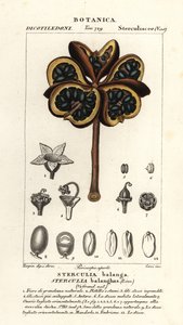 Tropische Kastanie oder Nawa-Baum, Sterculia balanghas