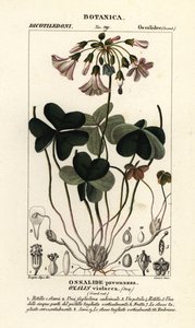 Veilchen-Sauerklee, Oxalis violacea