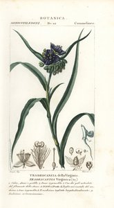 Virginische Dreimasterblume, Tradescantia virginiana