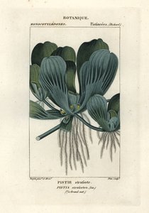Wasserlinse oder Nilkohl, Pistia stratiotes