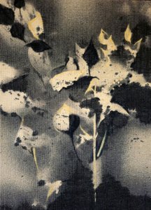 Dunkle Botanische Formen
