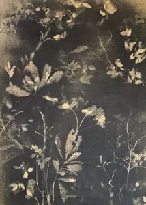 Dunkle Botanische Studie