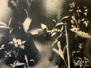 Ätherische Botanische Formen