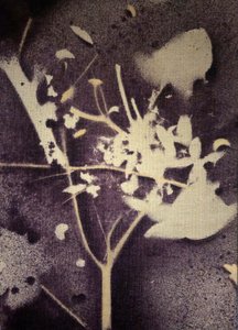 Violette Botanische Silhouette von Stefano Mazzolini