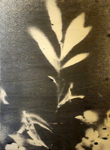 Markante Botanische Silhouette