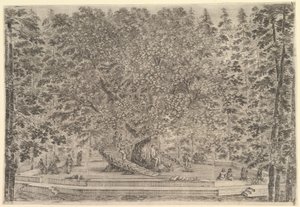 Ein großer bewohnter Baum in der Mitte mit Rampen um den Stamm, darunter ein Steinpfad von Stefano della Bella