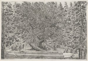 Der bewohnte Baum im Garten der Villa Pratolino von Stefano della Bella