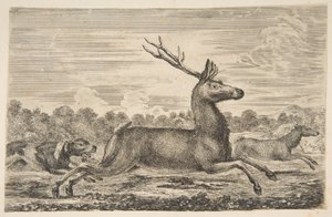 Hunde jagen einen Hirsch und eine Hirschkuh, ca. 1654 von Stefano della Bella