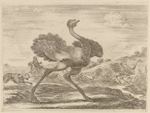 Straußenjagd von Stefano della Bella