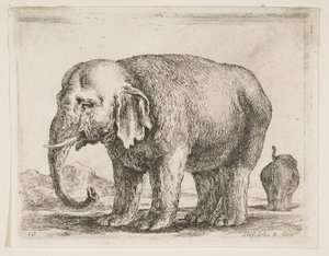 Platte 10: Elefant, aus Verschiedene Tiere Diversi animali, ca. 1641 von Stefano della Bella