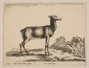 Tafel 15: Hirschkuh, aus 