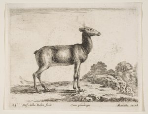 Tafel 15: Hirschkuh, aus Verschiedene Tiere