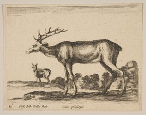 Tafel 16: Hirsch, aus Verschiedene Tiere Diversi animali, ca. 1641 von Stefano della Bella