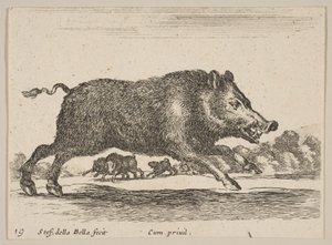 Tafel 19: Wildschwein, aus Verschiedene Tiere Diversi animali, ca. 1641