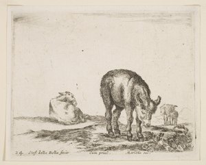 Tafel 24: Esel, aus Verschiedene Tiere, ca. 1641