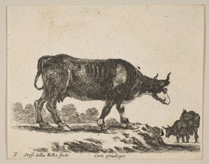 Tafel 7: Kuh, aus Verschiedene Tiere Diversi animali, ca. 1641